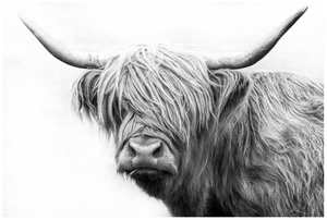 Framed 1 Panel - Highlander Cow