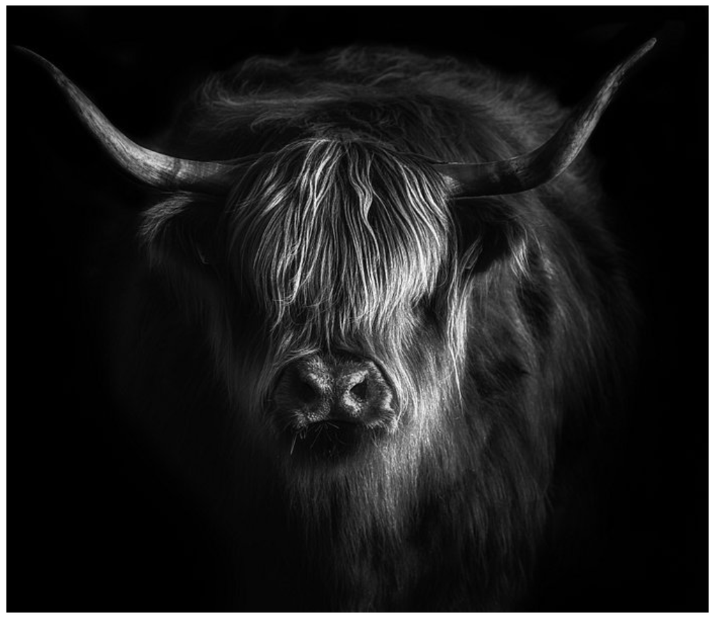 Framed 1 Panel - Highlander Cow