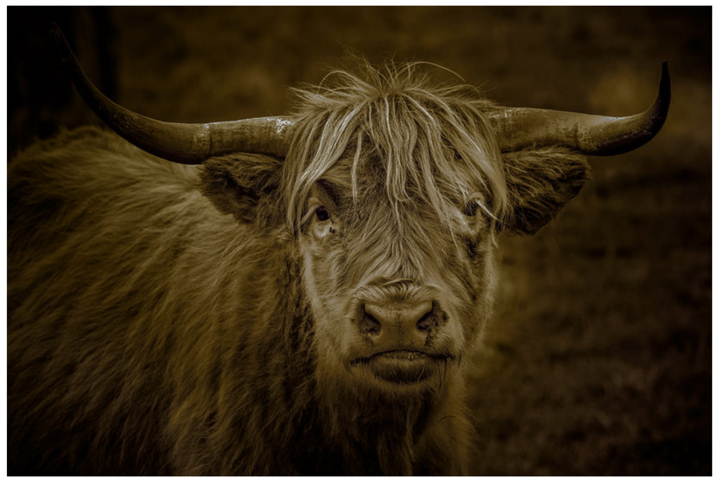 Pine Stretched  Framed 1 Panel - Highlander Cow