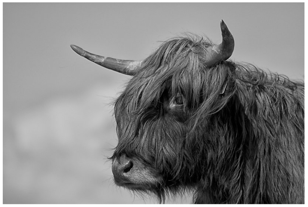 Pine Stretched  Framed 1 Panel - Highlander Cow