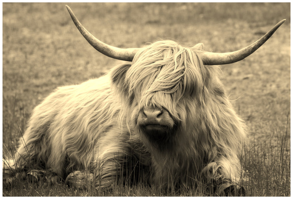 Pine Stretched  Framed 1 Panel - Highlander Cow