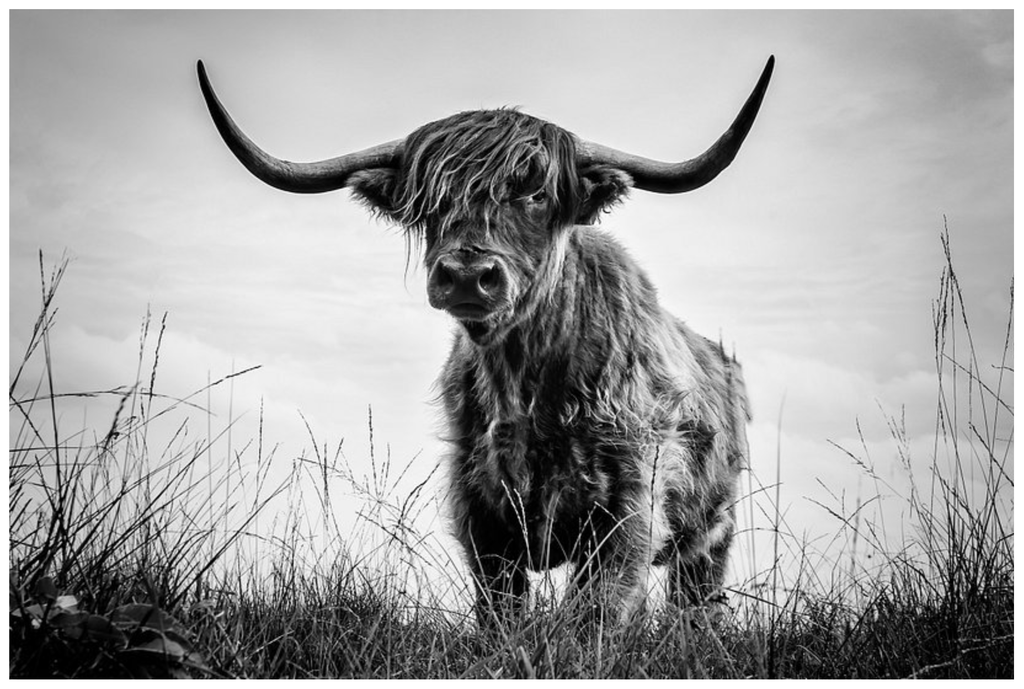 Pine Stretched  Framed 1 Panel - Highlander Cow