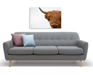 Framed 1 Panel - Highlander Cow