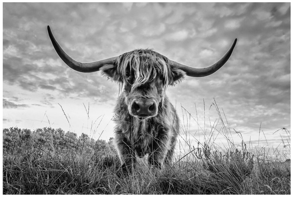 Pine Stretched  Framed 1 Panel - Highlander Cow