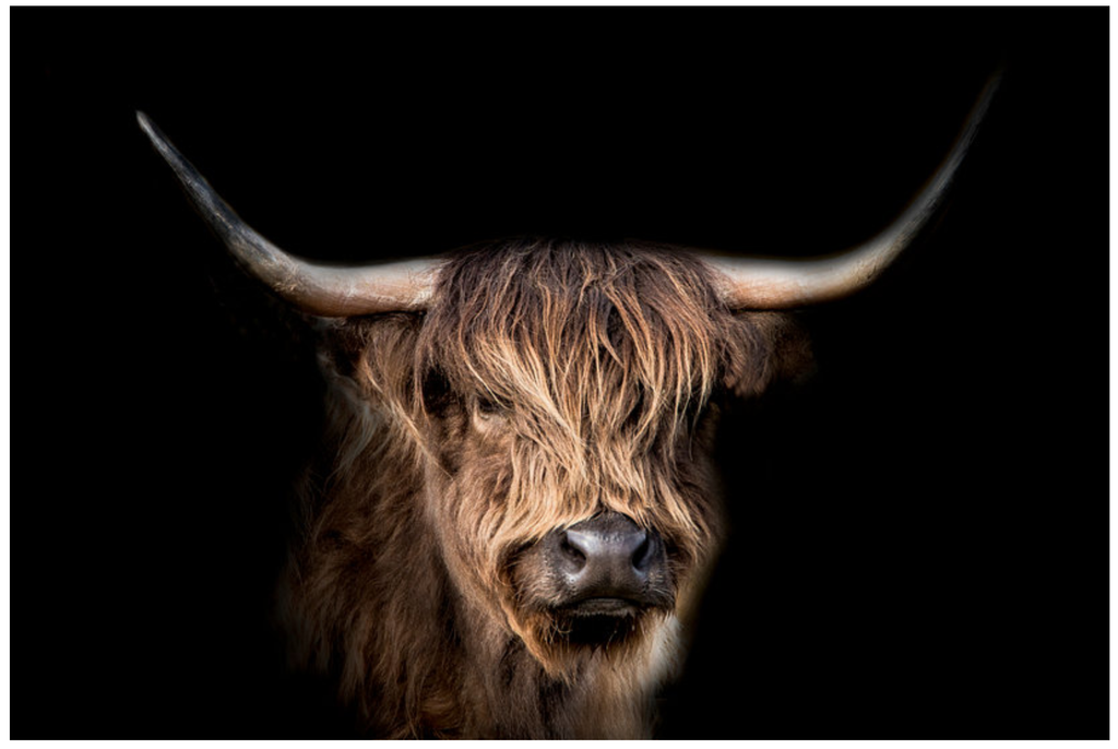 Pine Stretched  Framed 1 Panel - Highlander Cow