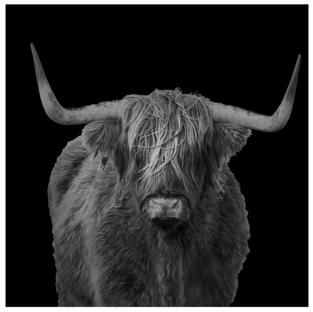 Pine Stretched  Framed 1 Panel - Highlander Cow