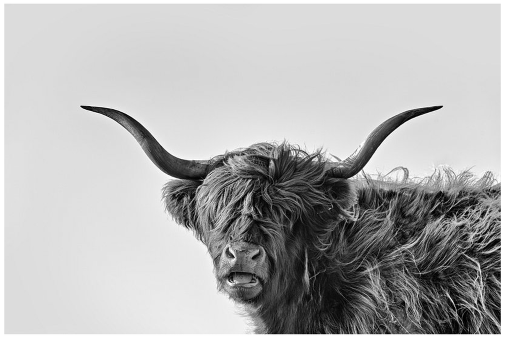 Pine Stretched  Framed 1 Panel - Highlander Cow