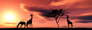 Pine Stretched  Framed 1 Panel - Africa