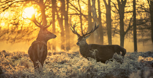 Pine Stretched  Framed 1 Panel - Red Deer