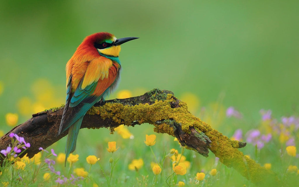 Pine Stretched  Framed 1 Panel - Bee Eater