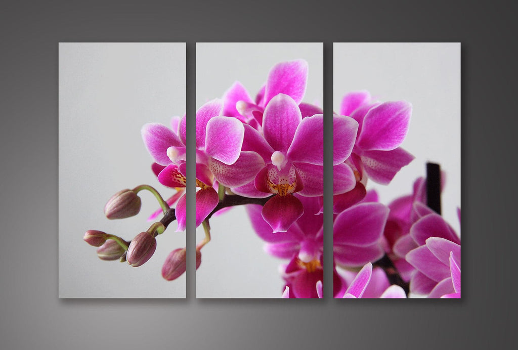 Framed 3 Panels - Orchid