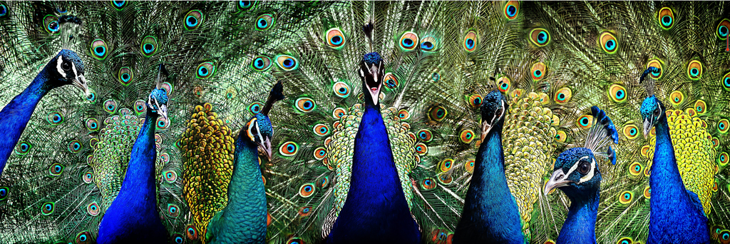 Pine Stretched  Framed 1 Panel - Peacocks