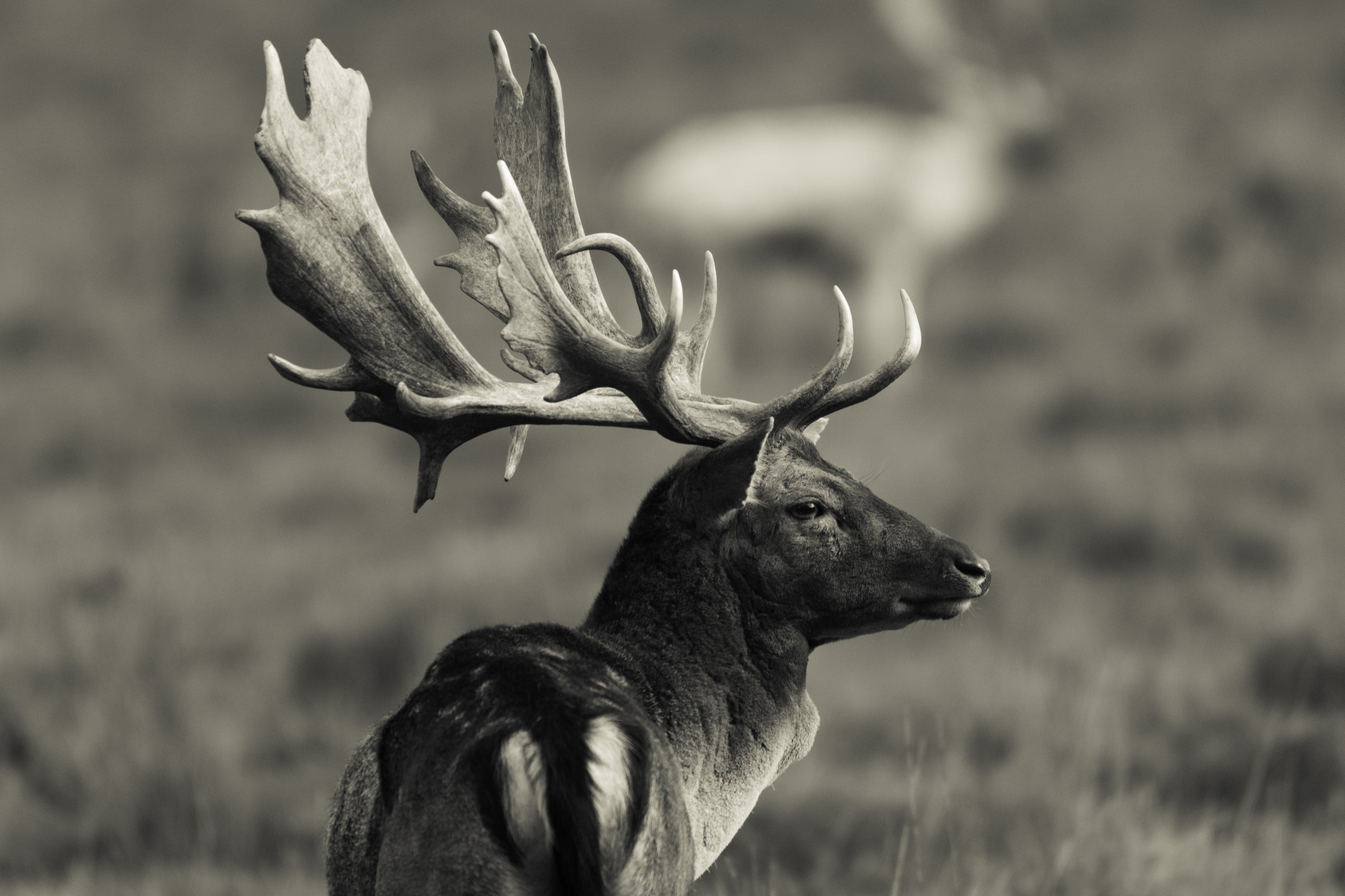 Pine Stretched  Framed 1 Panel - fallow Deer
