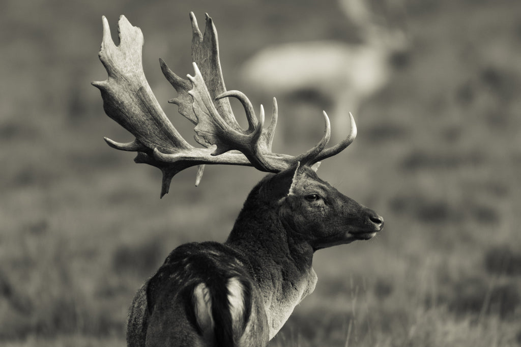 Pine Stretched  Framed 1 Panel - fallow Deer