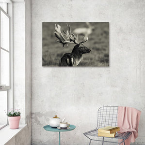 Pine Stretched  Framed 1 Panel - fallow Deer