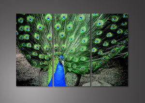 Framed 3 Panels - Peacock