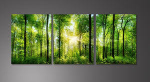 Framed 3 Panels - Forest panorama with rays of sunlight