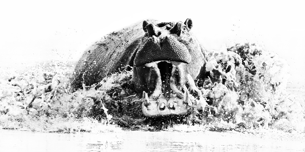 Pine Stretched  Framed 1 Panel - Hippo Attacks