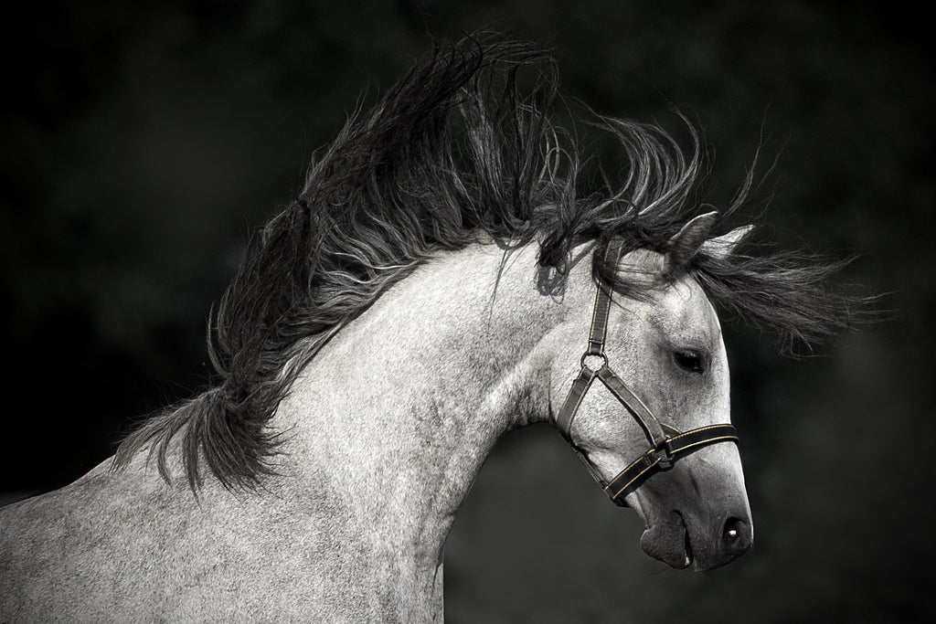 Pine Stretched  Framed 1 Panel - Horse