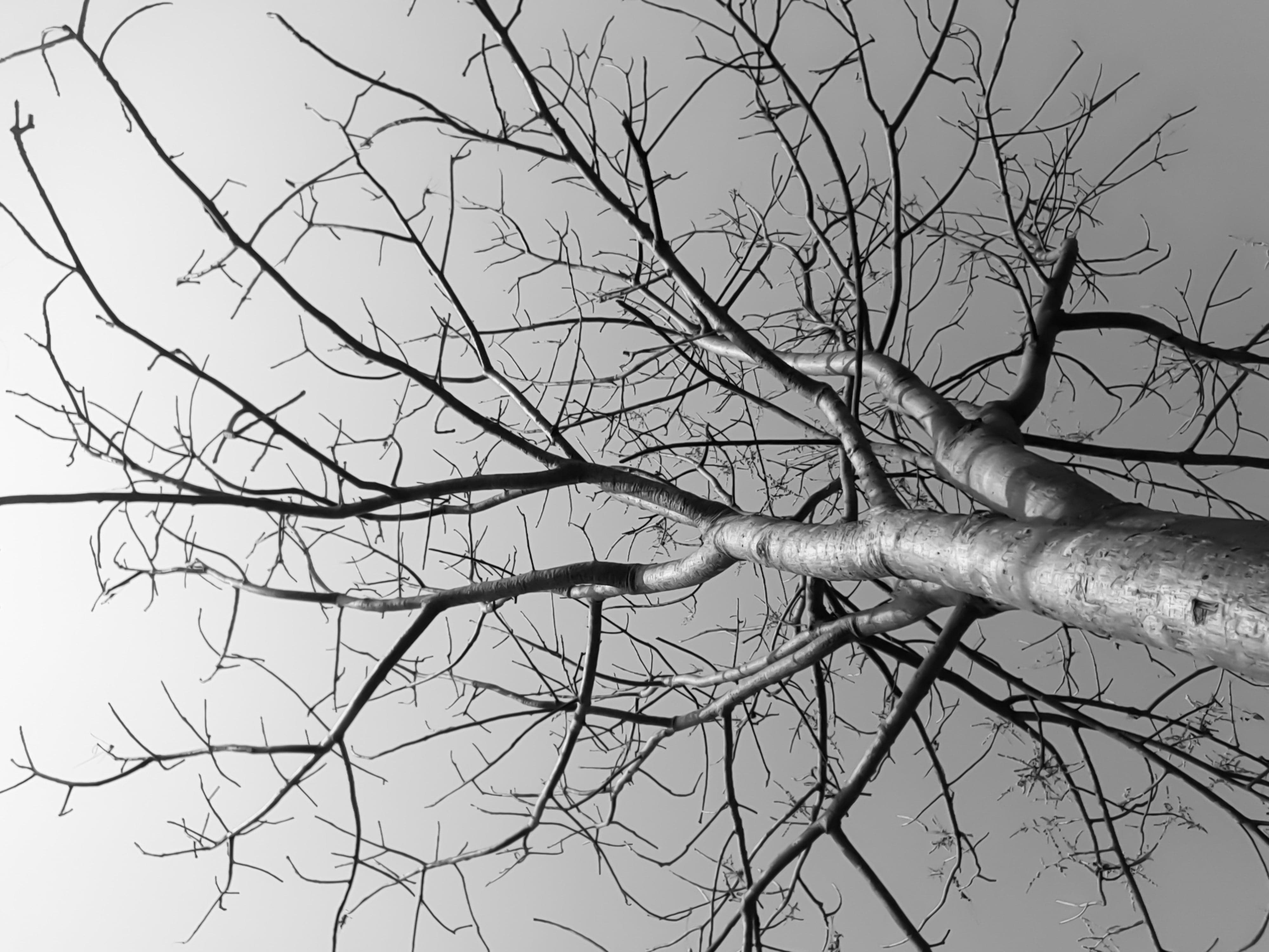 Pine Stretched  Framed 1 Panel - Tree