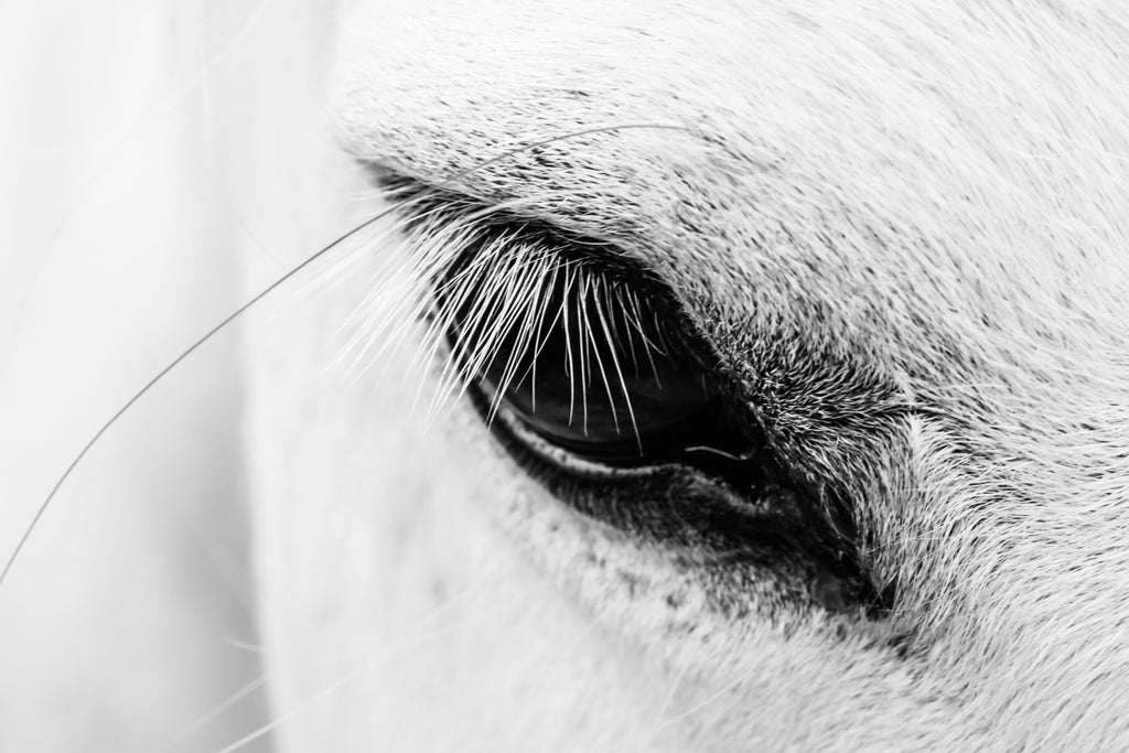 Pine Stretched  Framed 1 Panel - Detail of a white horse