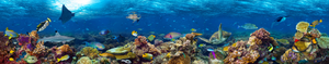 Pine Stretched  Framed 1 Panel - Underwater World