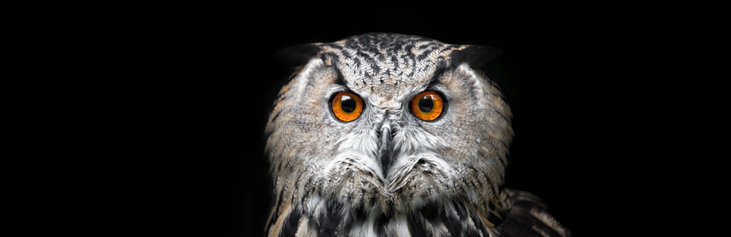 Pine Stretched  Framed 1 Panel - Owl Portrait