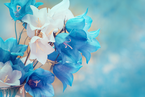 Pine Stretched  Framed 1 Panel - Harebell flowers