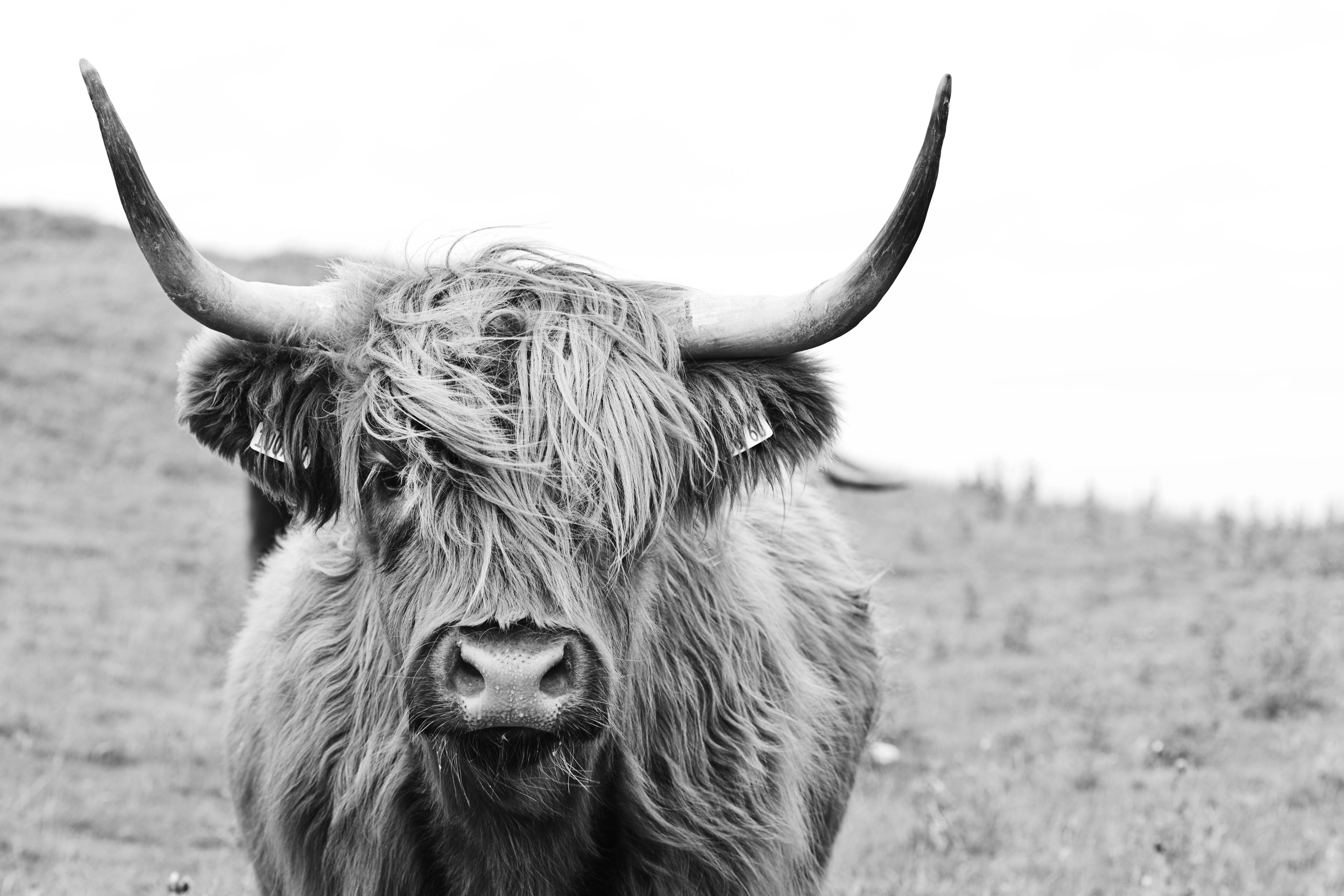 Framed 1 Panel - Highlander Cow