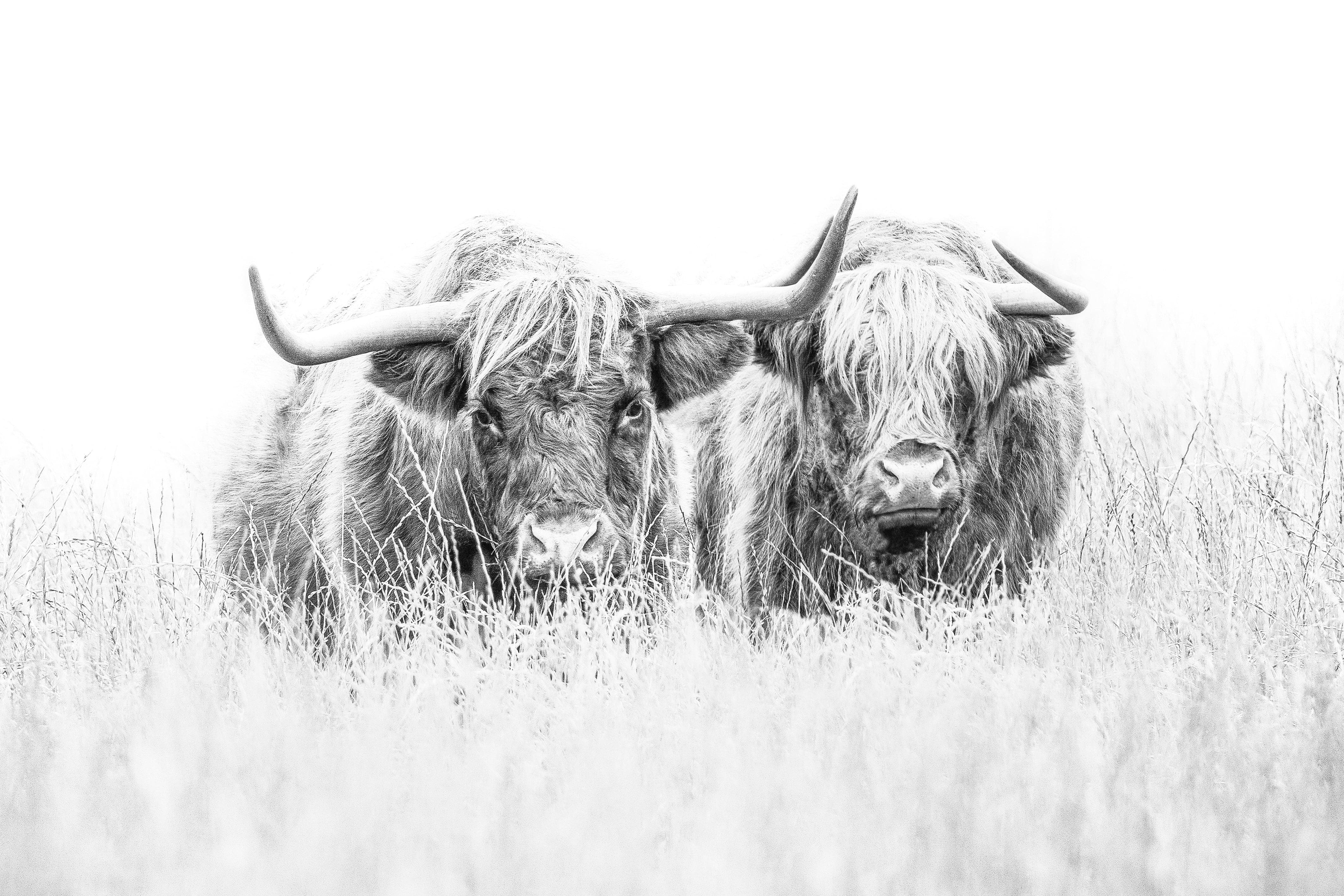 Pine Stretched  Framed 1 Panel - Highlander Cow