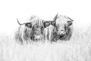 Pine Stretched  Framed 1 Panel - Highlander Cow