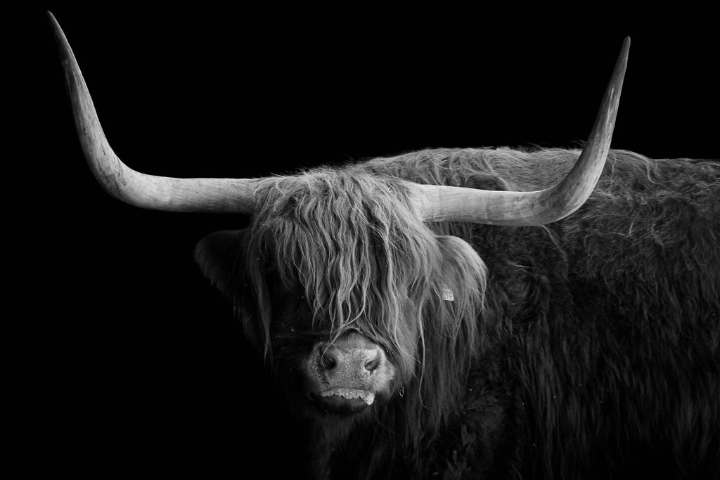 Pine Stretched  Framed 1 Panel - Highlander Cow