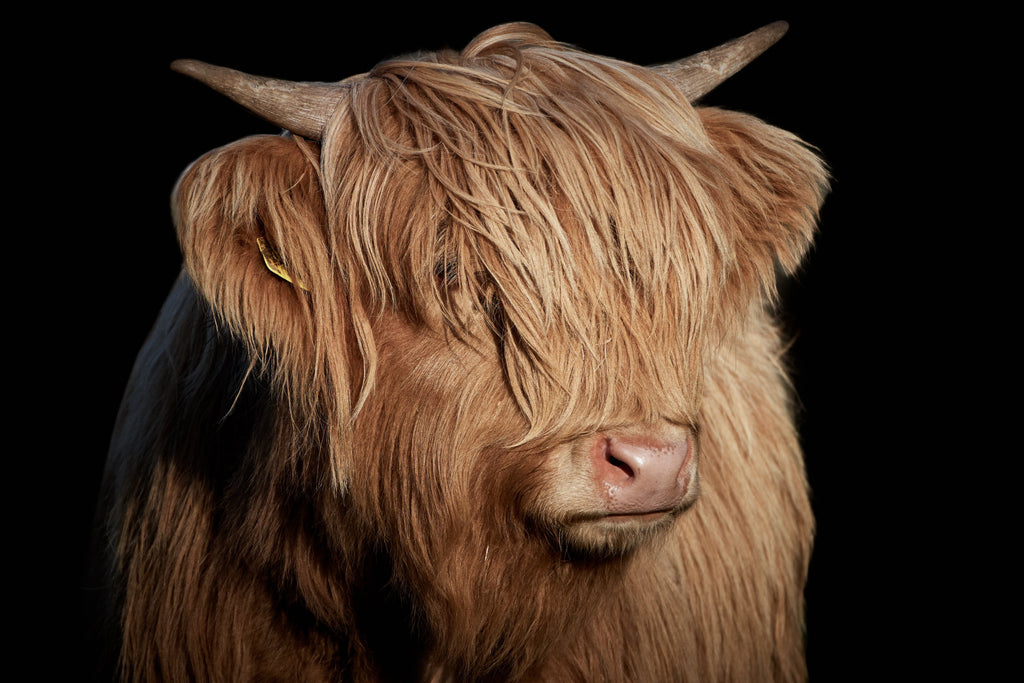 Pine Stretched  Framed 1 Panel - Highlander Cow