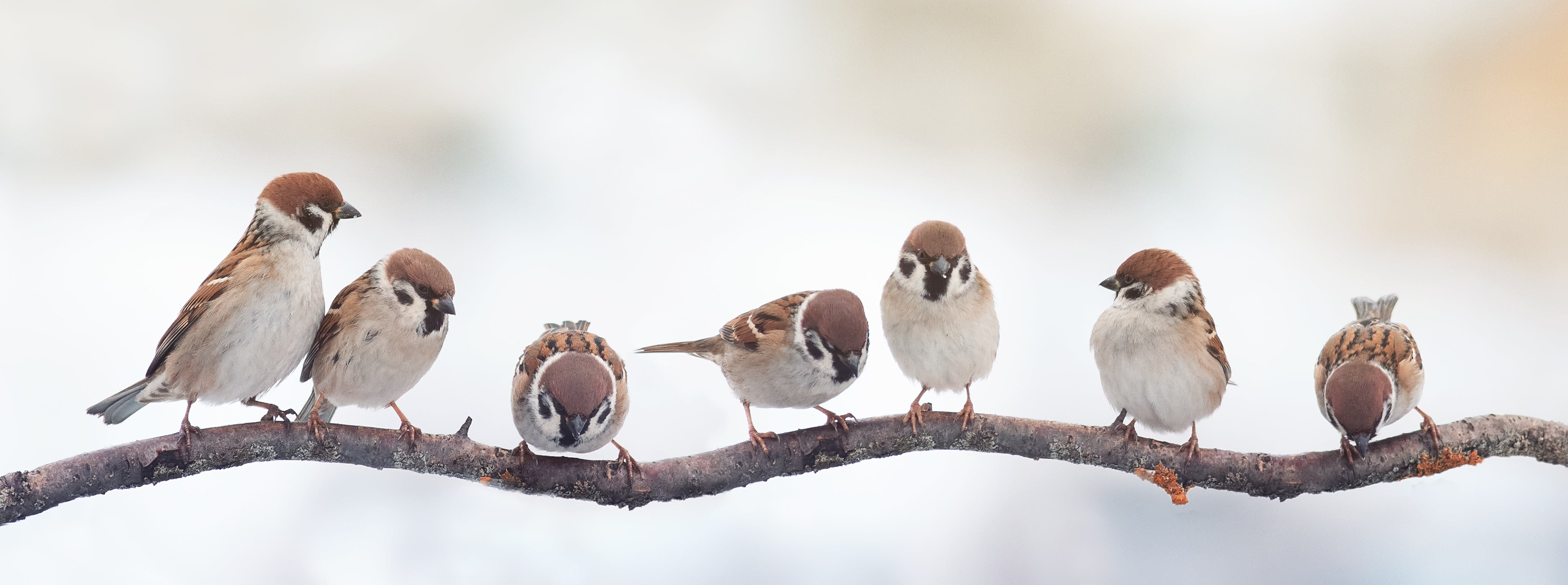 Pine Stretched  Framed 1 Panel - Funny Birds Sparrows Sitting on a Branch