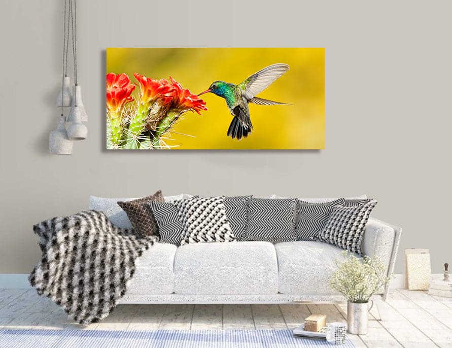 Framed 1 Panel - Broad Billed Hummingbird
