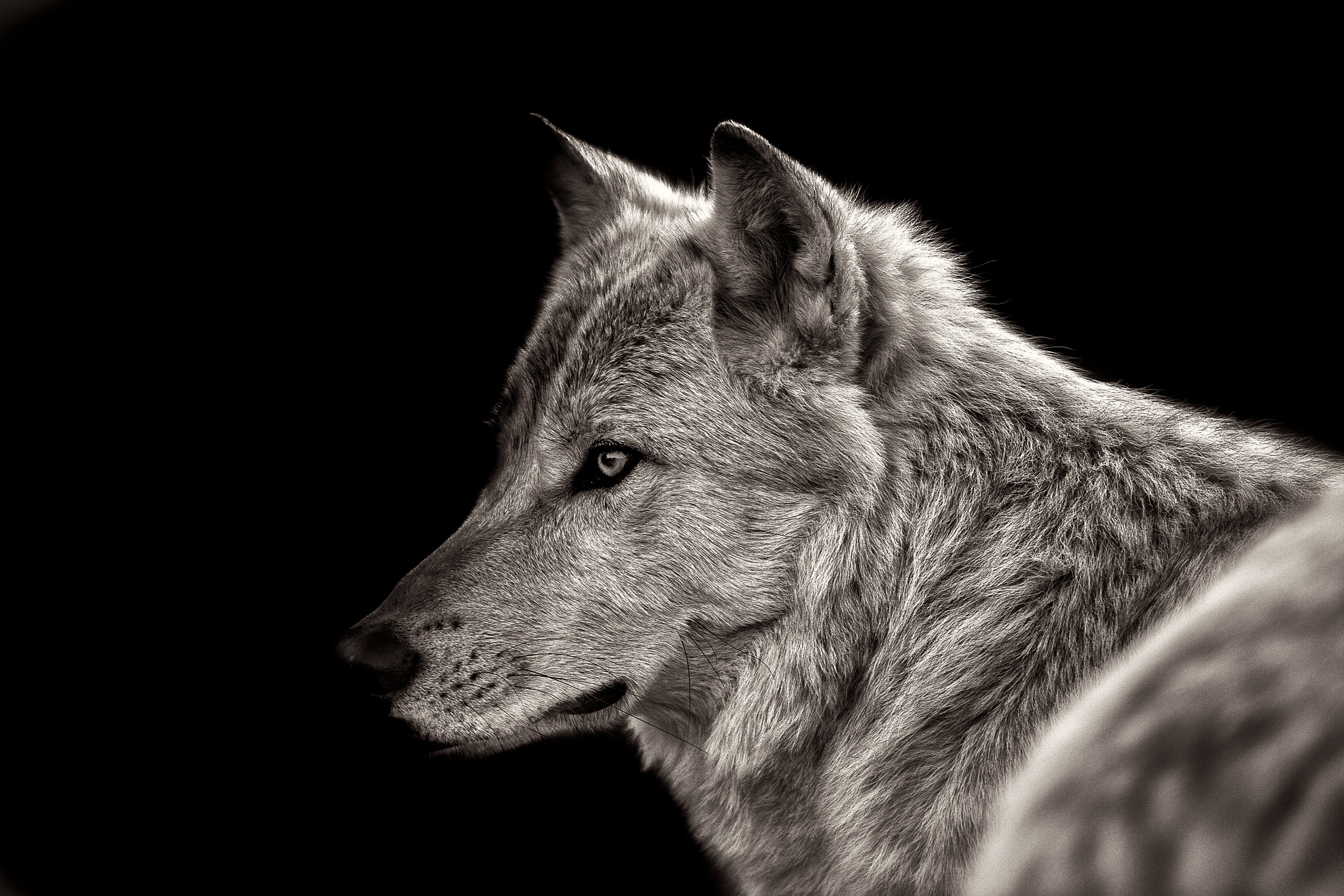 Framed 1 Panel - Arctic Wolf