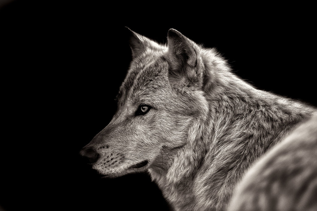 Pine Stretched  Framed 1 Panel - Arctic Wolf