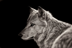 Pine Stretched  Framed 1 Panel - Arctic Wolf