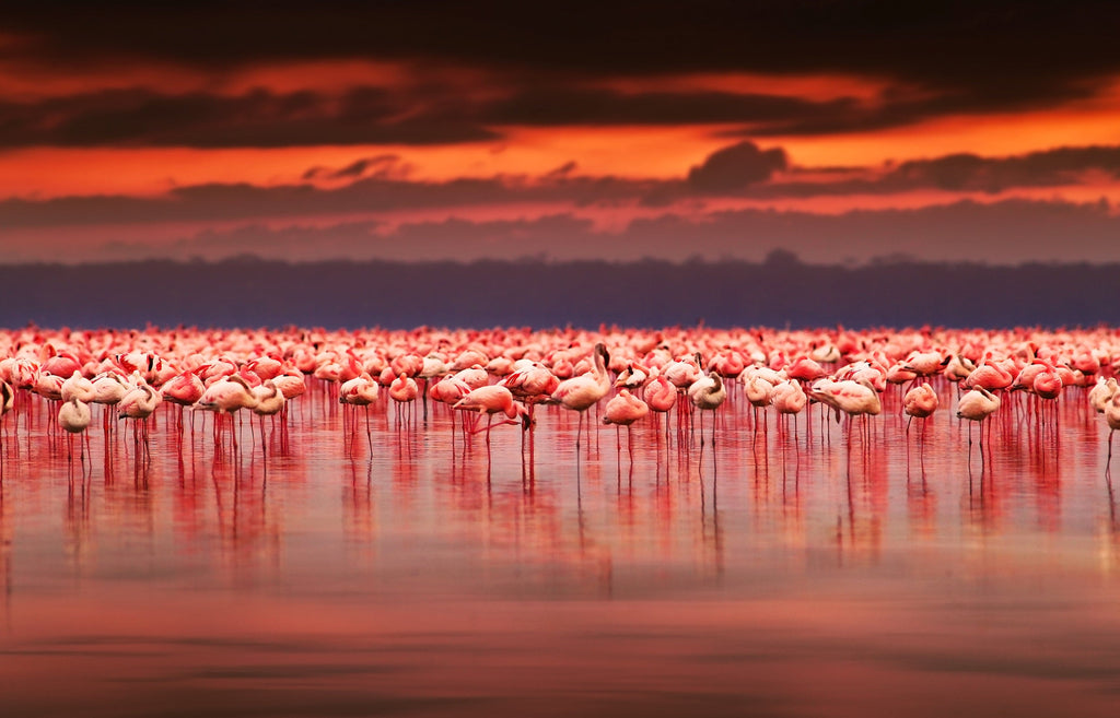 Pine Stretched  Framed 1 Panel - African Flamingos on Sunset