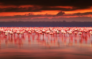 Framed 1 Panel - African Flamingos on Sunset