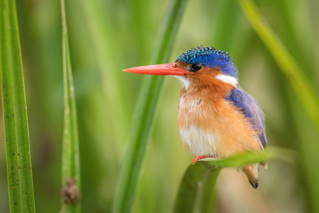 Pine Stretched  Framed 1 Panel - The Malachite Kingfisher