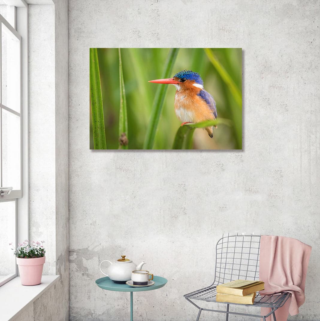 Pine Stretched  Framed 1 Panel - The Malachite Kingfisher
