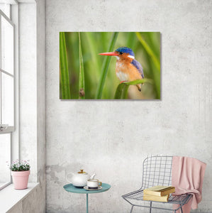 Pine Stretched  Framed 1 Panel - The Malachite Kingfisher
