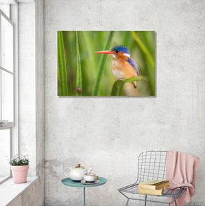 Framed 1 Panel - The Malachite Kingfisher