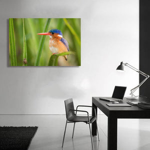 Pine Stretched  Framed 1 Panel - The Malachite Kingfisher