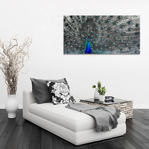 Framed 1 Panel - Peacock