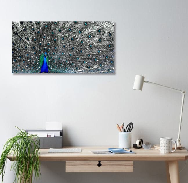 Framed 1 Panel - Peacock