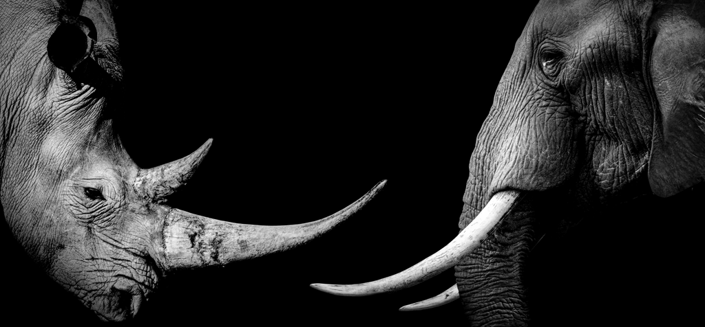 Pine Stretched  Framed 1 Panel - African Rhino & Elephant