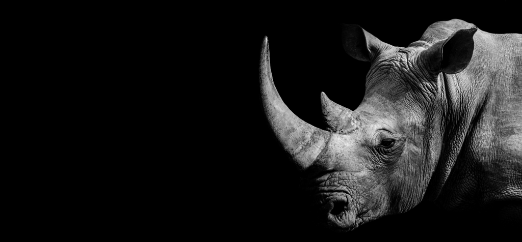 Pine Stretched  Framed 1 Panel - African Rhino