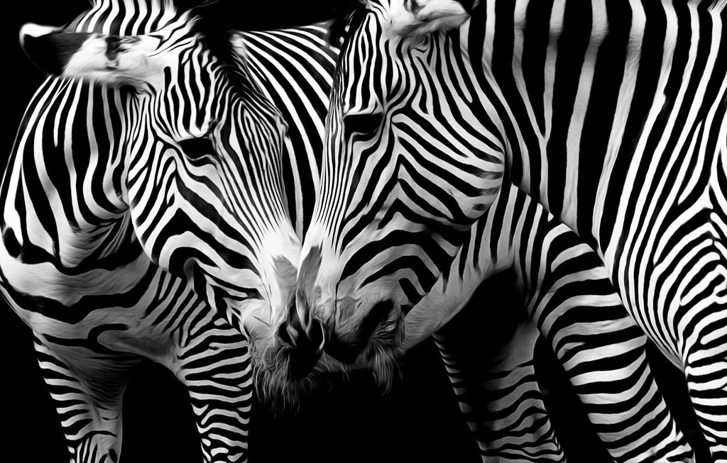 Framed 1 Panel - Zebras in love